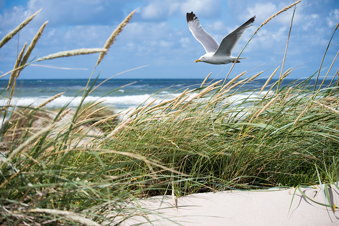 Möwe Strand